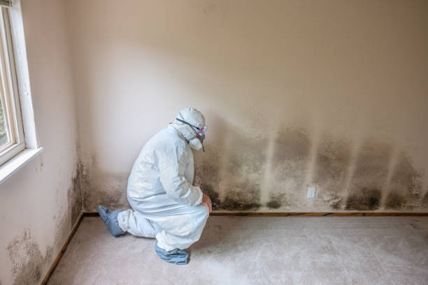 Best Emergency Mold Remediation  in Mount Carmel, PA